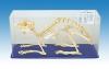 Rabbit Skeleton