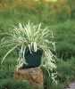 Round flower pot