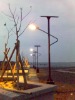 Solar Grass Lights