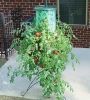 Topsy Turvy planter