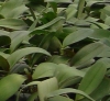 butterfly orchid plantlet
