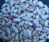 light speckled kidney beans(large size)