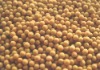 soya bean
